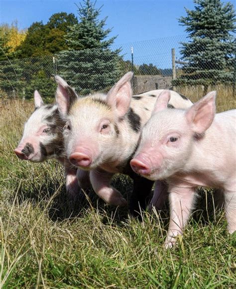 Hermes, Apollo, and Bruno – Lighthouse Farm Sanctuary